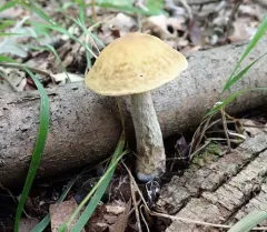 wrinkled bolete thumbnail 4