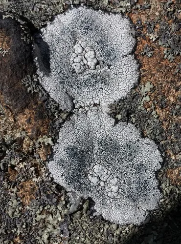 Sunken Rim-lichen