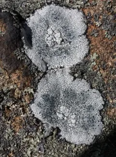 Sunken Rim-lichen thumbnail 1