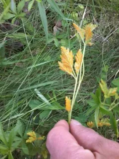 Gymnoconia nitens thumbnail 4