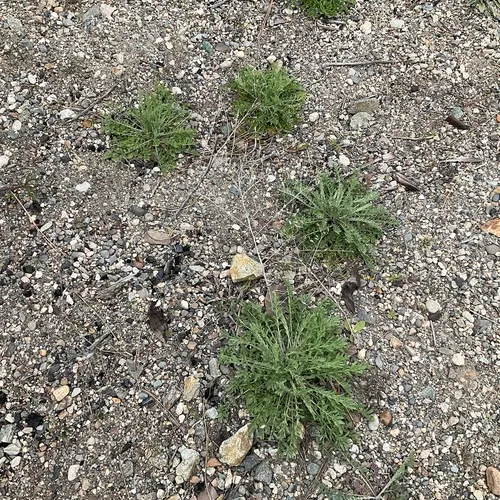 diffuse knapweed