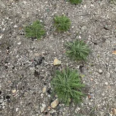 diffuse knapweed thumbnail 1