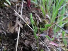 California Hedge Parsley thumbnail 3