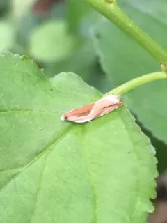 Ancylis laciniana thumbnail 3