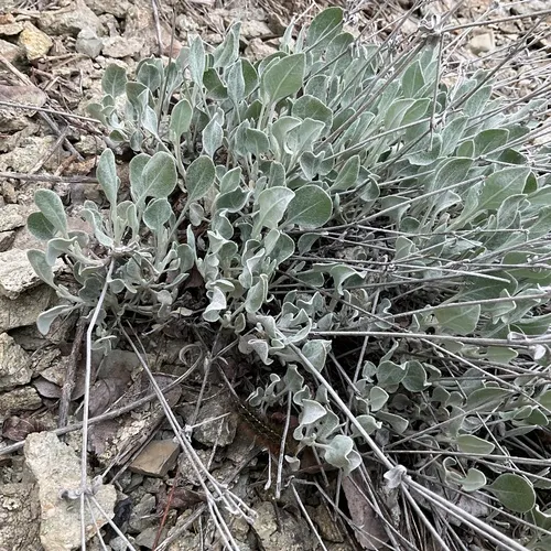 Snow Buckwheat