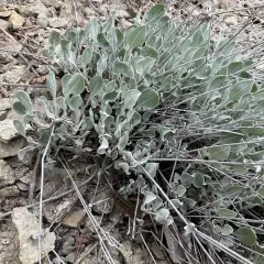 Snow Buckwheat thumbnail 1