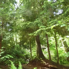 western hemlock thumbnail 4