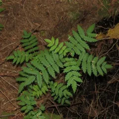 European mountain ash thumbnail 4