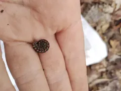 Fowler’s Twisted-Claw Millipede thumbnail 1