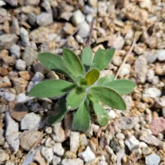 Forage Kochia thumbnail 2