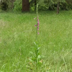purple foxglove thumbnail 3