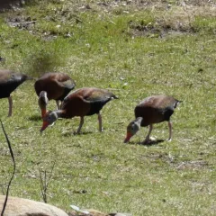 Black-bellied Whistling-Duck thumbnail 3