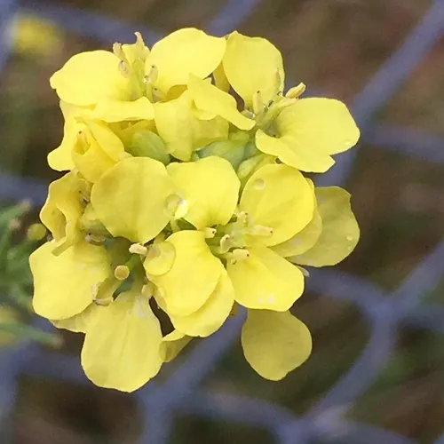 Shortpod Mustard