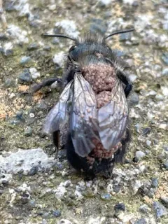 Chaetodactylus krombeini thumbnail 2