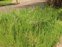 Ripgut Brome thumbnail 2