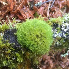 Common Pincushion thumbnail 1
