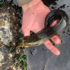 Rock Eel thumbnail 3