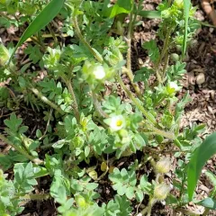 annual polemonium thumbnail 2
