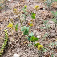clasping pepperweed thumbnail 4