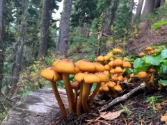 Flammula pinicola thumbnail 1