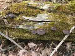 Lentinus longiporus thumbnail 2