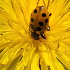 Thirteen-spotted Lady Beetle thumbnail 4