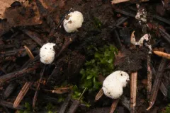 Modicella malleola thumbnail 2