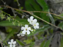 Gray Stickseed thumbnail 4