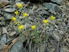Oregon Twinpod thumbnail 4