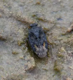 pale shore bug thumbnail 3