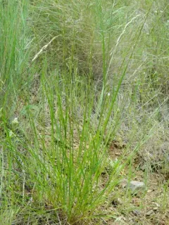 onion grass thumbnail 3