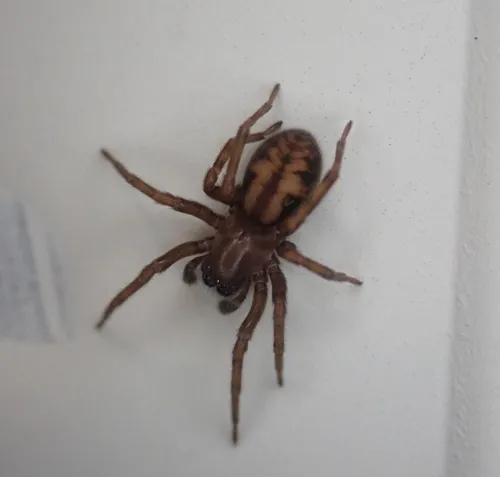 Bennett's Laceweaver