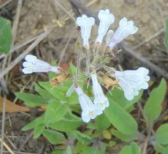 pale beardtongue thumbnail 3