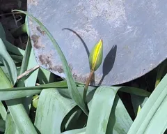 Wild Tulip thumbnail 4