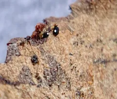 Sminthurinus quadrimaculatus thumbnail 2