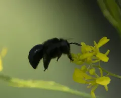 Horse-fly Carpenter Bee thumbnail 2