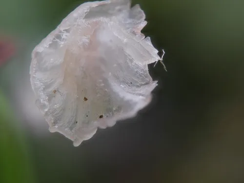 Delicatula integrella