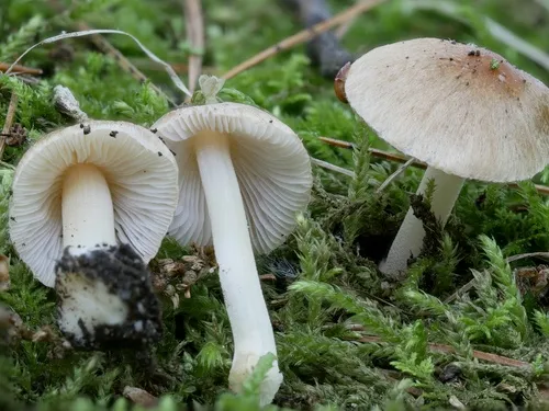 Inocybe occulta