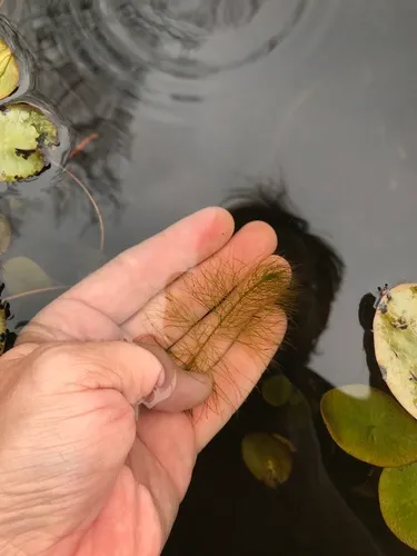 Low Water-milfoil