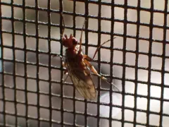 Scoliocentra tincta thumbnail 2