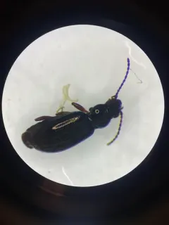 Bembidion lampros thumbnail 2
