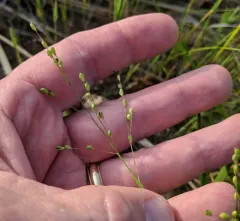 Heller's Rosette Grass thumbnail 1