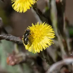 Common Lagoon Fly thumbnail 3