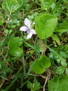 dwarf marsh violet thumbnail 2