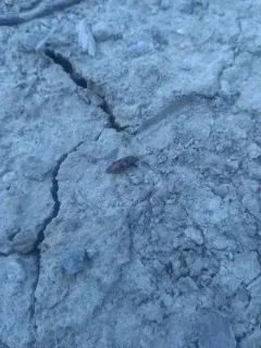 Stropenron nigricollis thumbnail 3