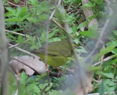 Kentucky Warbler thumbnail 4