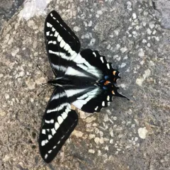 Pale Swallowtail thumbnail 3