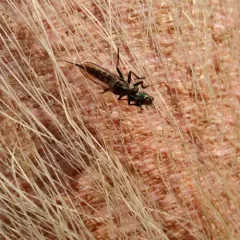 Northeastern Hammertail thumbnail 5