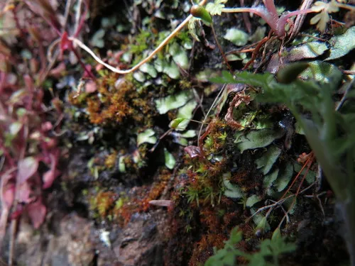 Muhlenberg's Cord-moss
