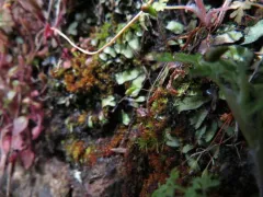 Muhlenberg's Cord-moss thumbnail 1